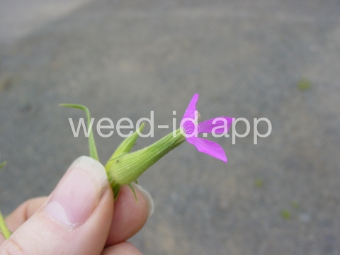catchfly, cone